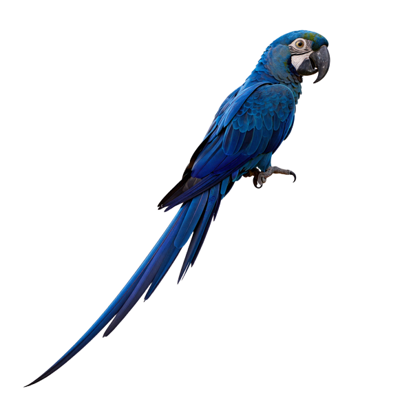 Martin Casino Maskottchen - blauer Arara-Papagei als elegante Silhouette